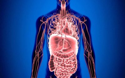 Each Organ Has a Unique Metabolic Profile