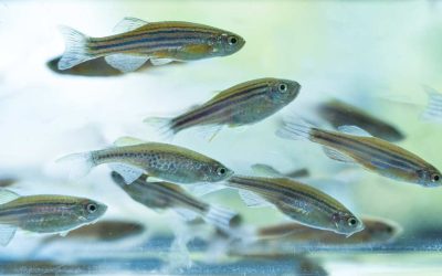 Fasting induces preproghrelin mRNA expression in the brain and gut of zebrafish, Danio rerio